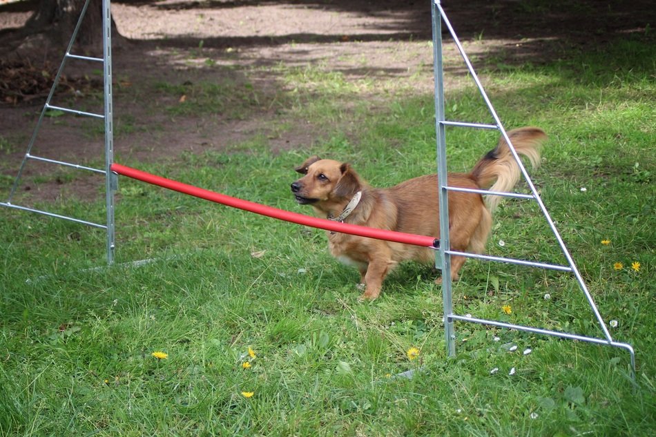 dog near the barrier