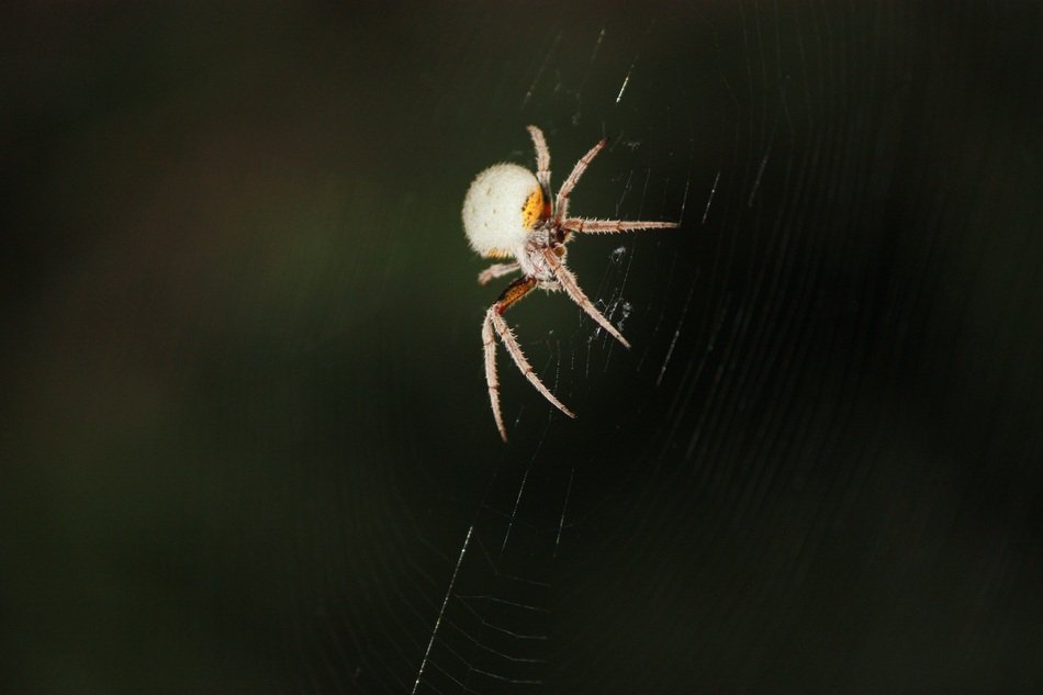 Tropical Orb Spider close-up on blurred background