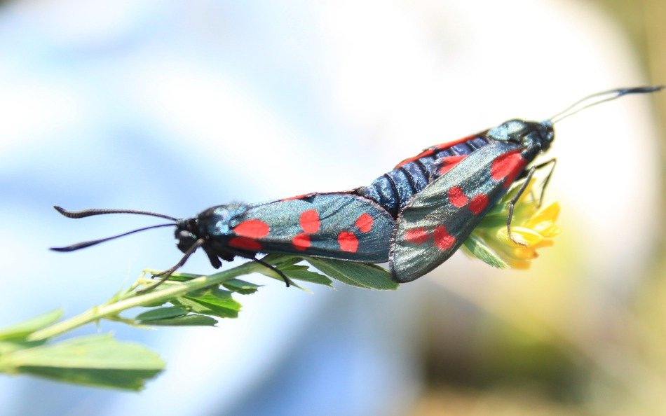two small five spot burnets