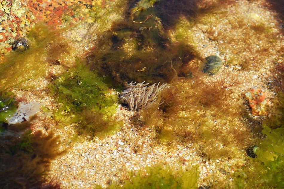 beadlet anemone