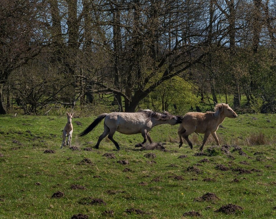 running horses on the spring meadow
