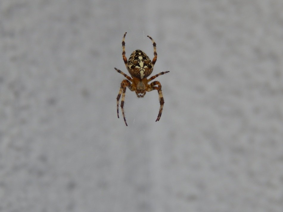 spider hanging on the silk