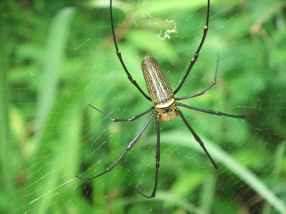spider with long paws on the web