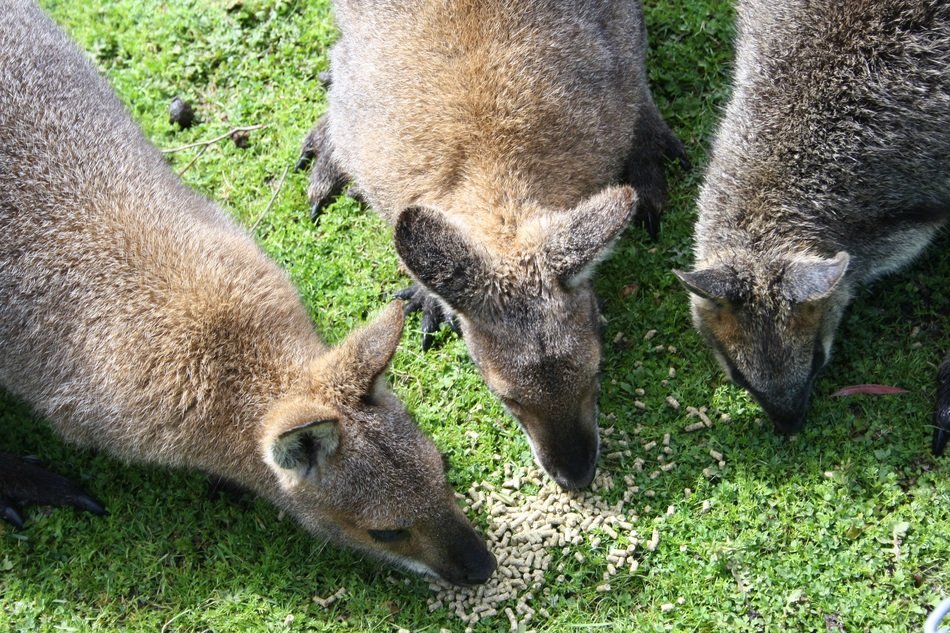 three wallaby on feeding