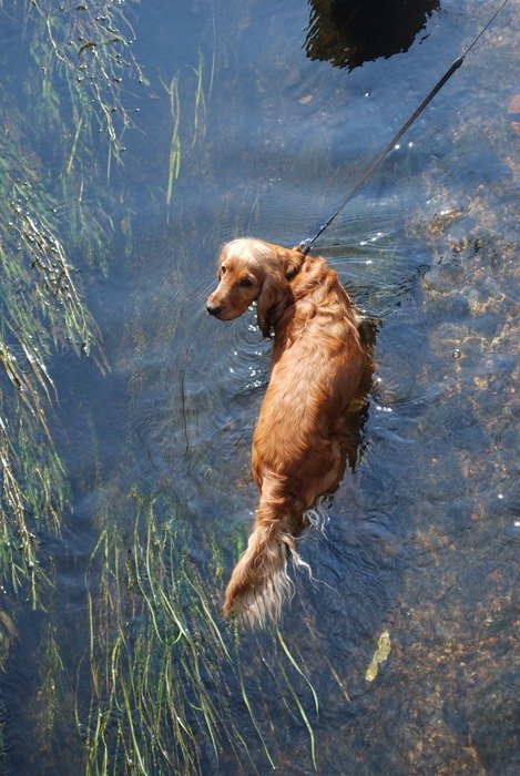 Dog in Water