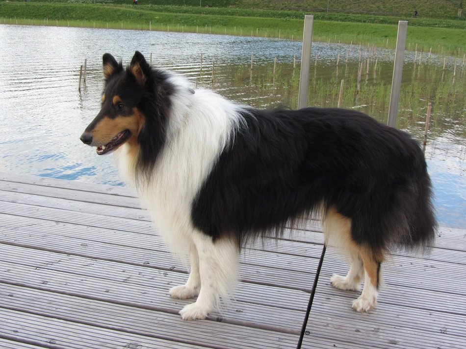 Picture of the Collie dog