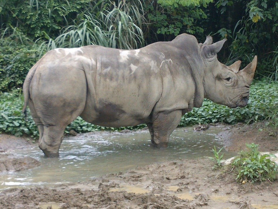 picture of the Rhinoceros in the wildlife