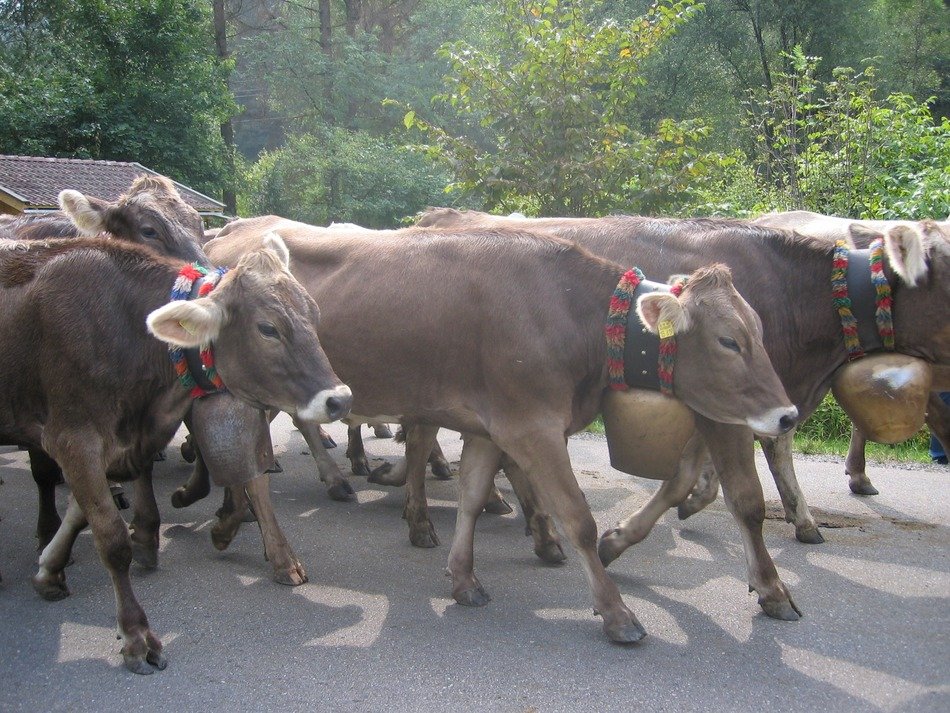 Cows on the road