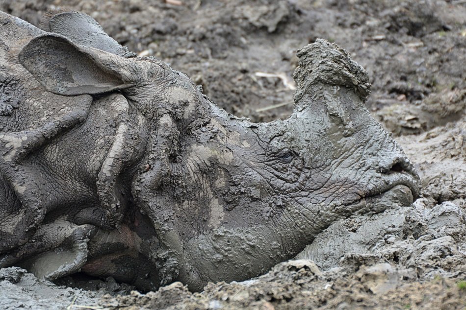 Rhino in the ground