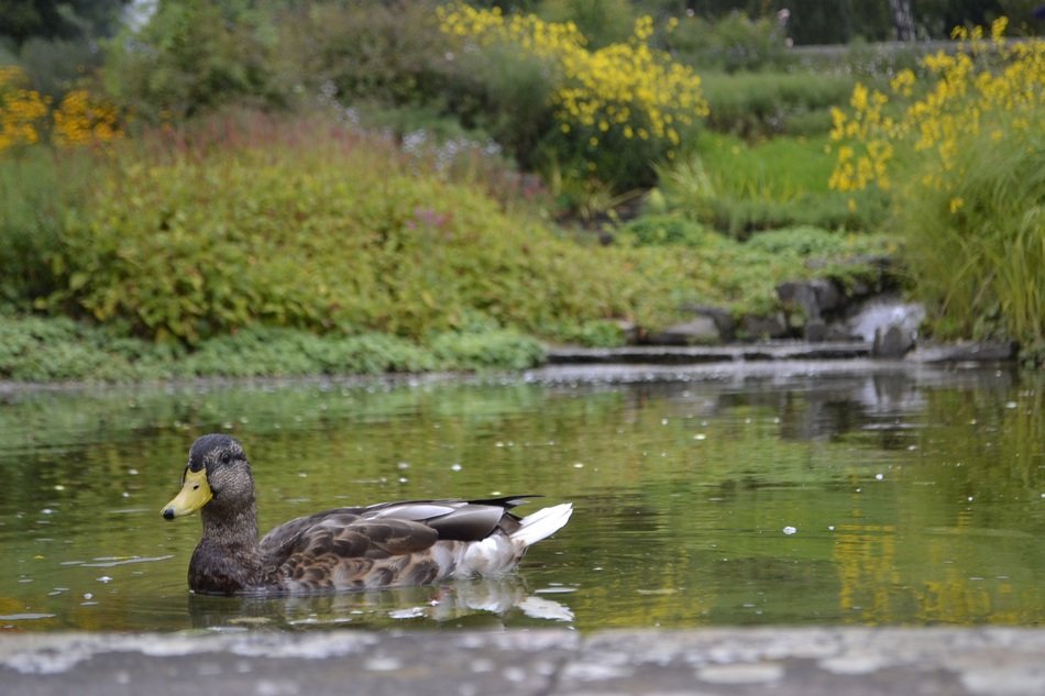 grey Duck on Pond at Park