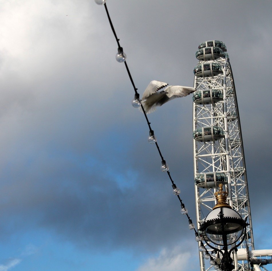 flight of a bird on the background of the London eye