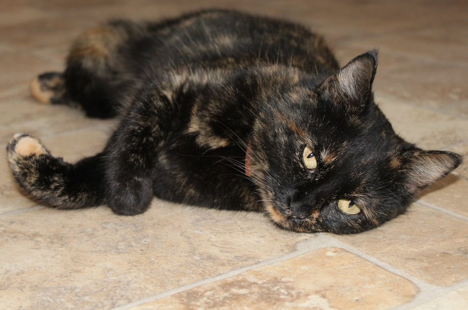 dark cat with a golden hue in relaxation