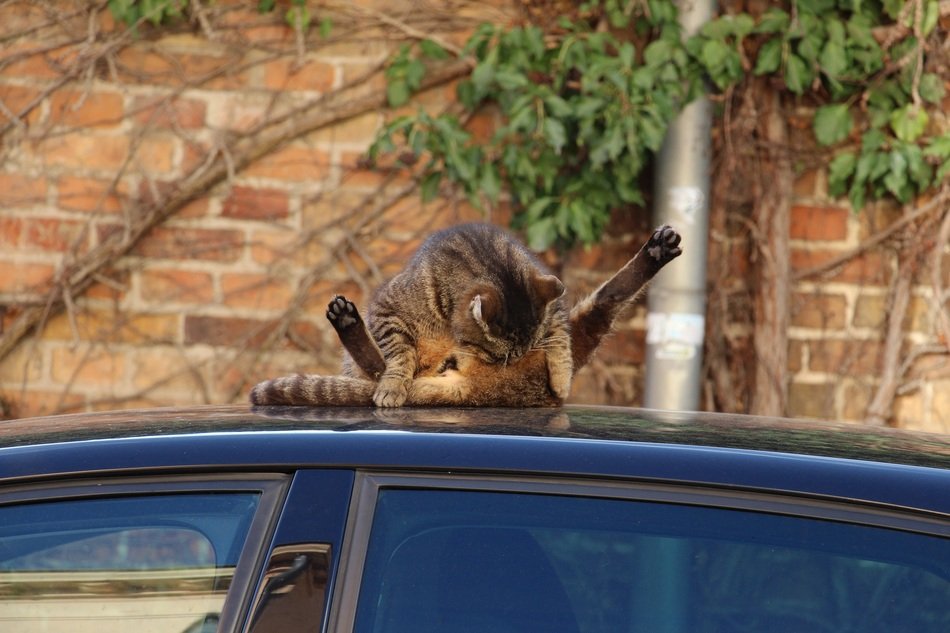 licking Cat on car roof