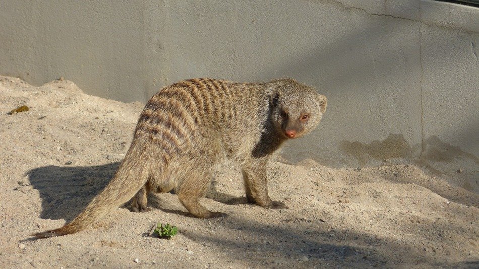 mongoose in the sand
