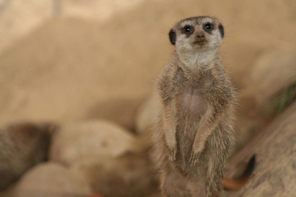 brown meerkat in the steppe