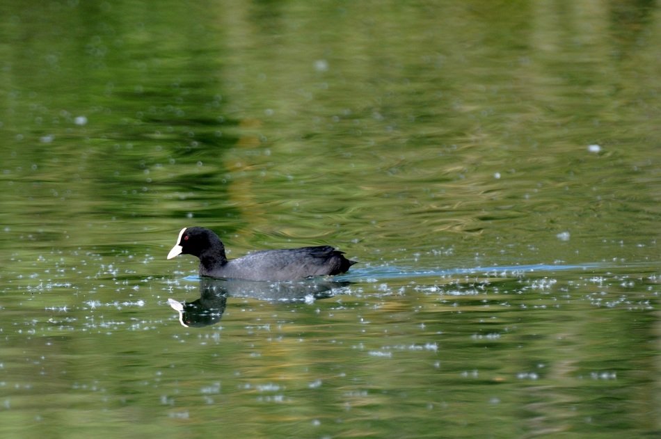 moorhen at the pond