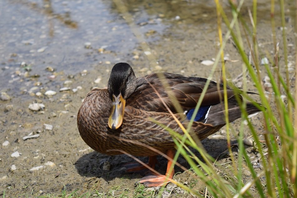 wild duck in reed