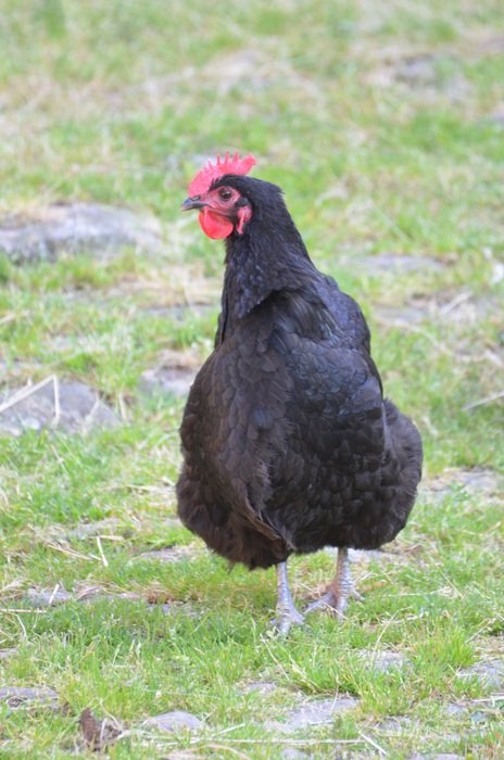 Poultry Black Chicken