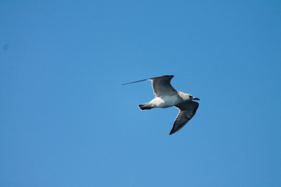 Seagull Bird in the Air