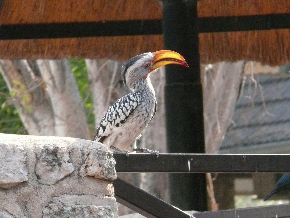 spotted hornbill at the zoo