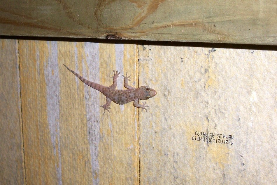 salamander on the vertical wall
