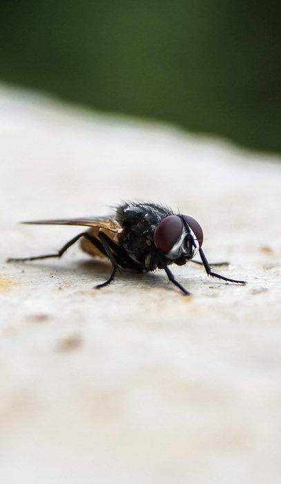focused fly sits on a stone
