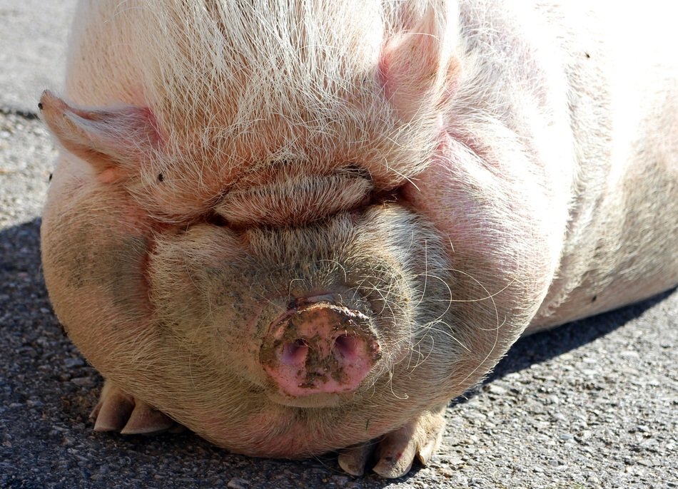 bellied pig on the farm