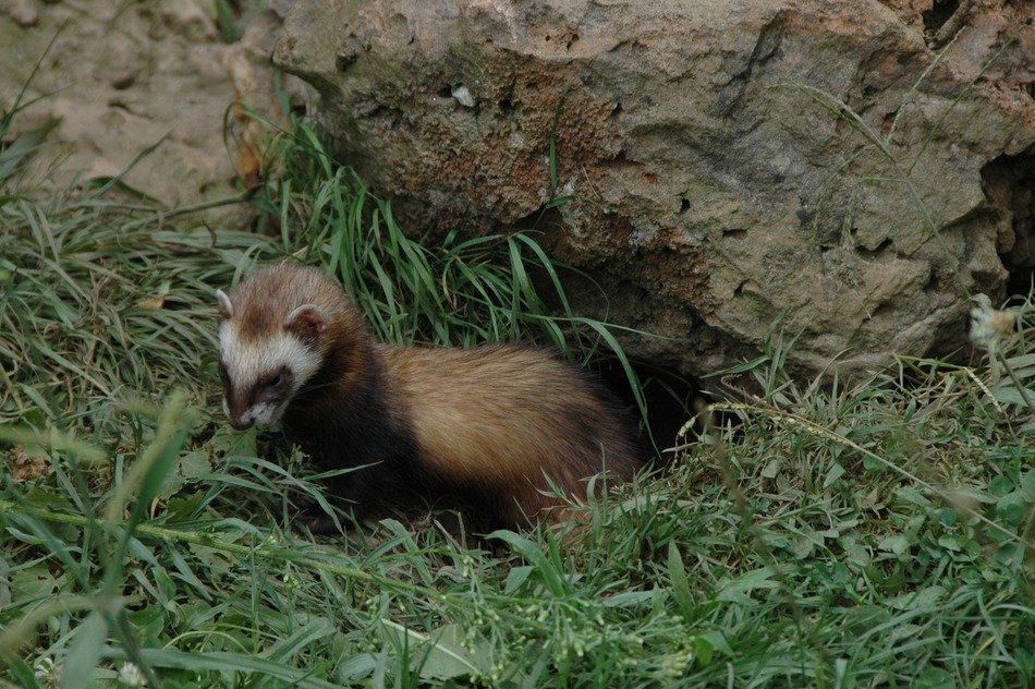 extraordinarily beautiful Huron Animals