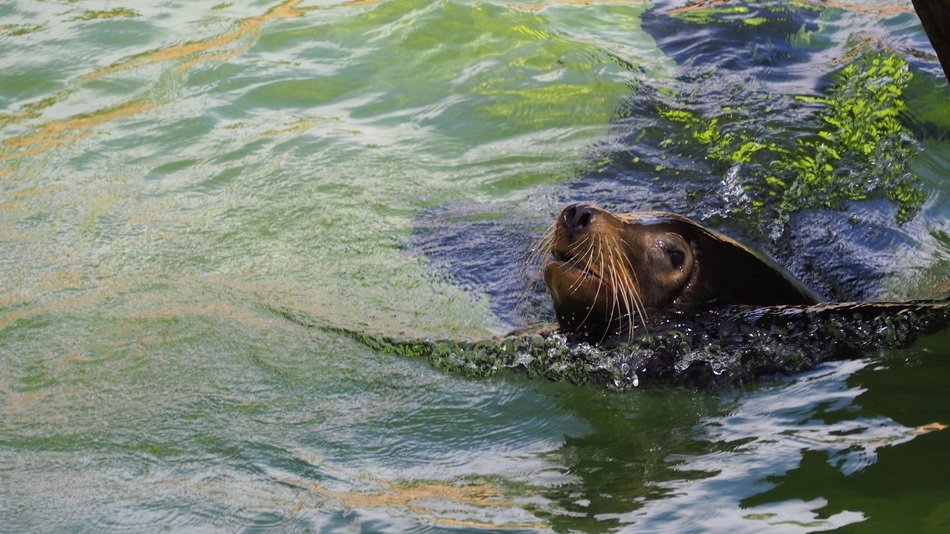 Seal in wildlife