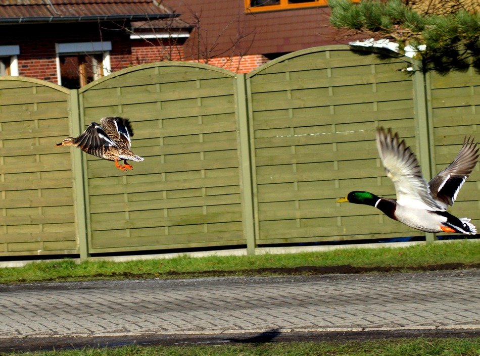 ducks in flight