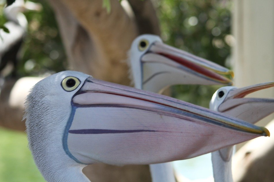 pelicans in the garden