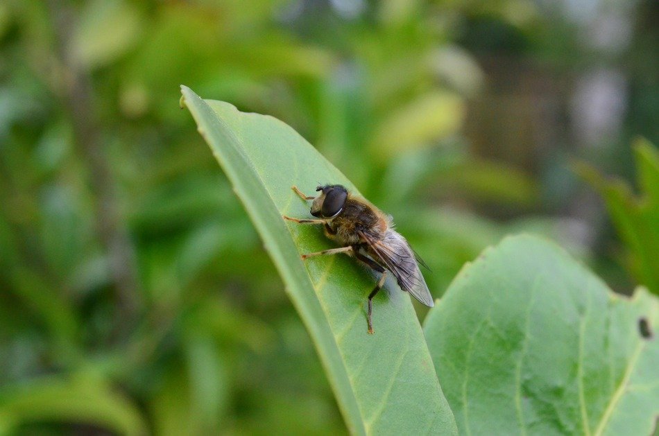 insect on a green leaf on a background of green trees