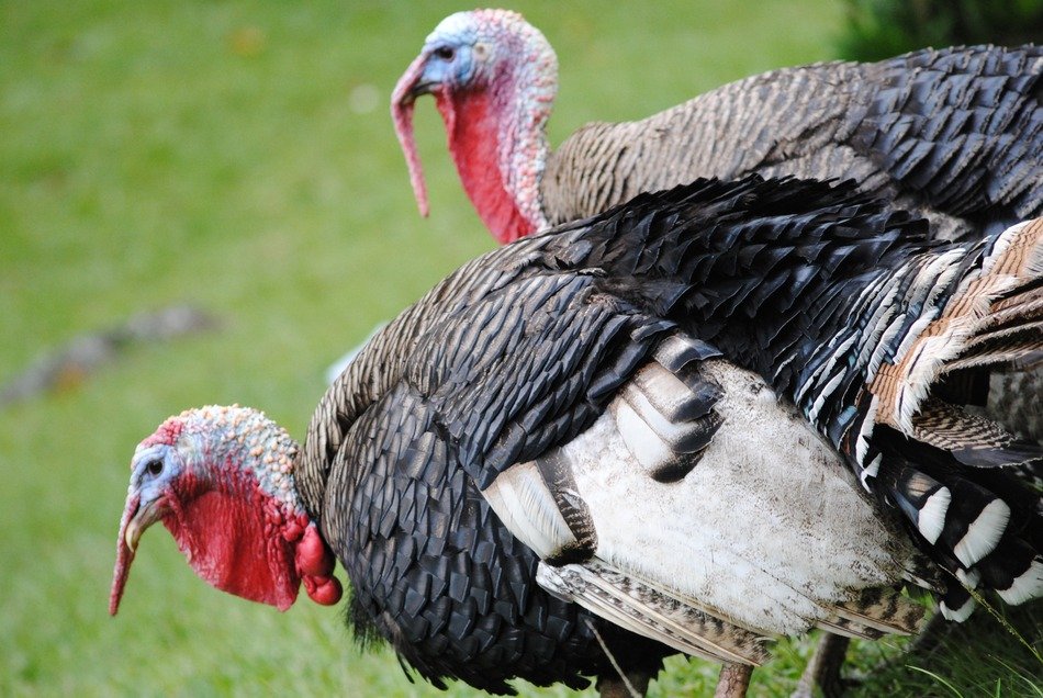 turkeys on pasture