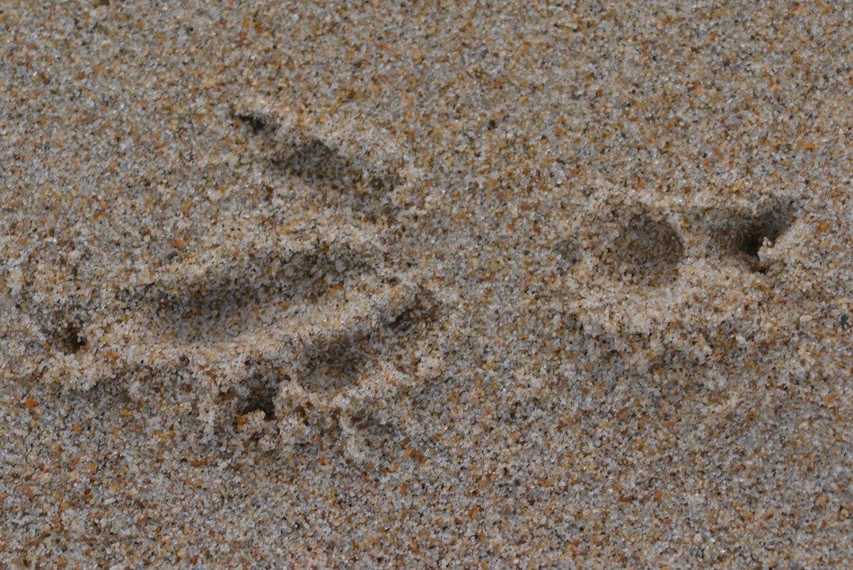 bird footprint on the sand