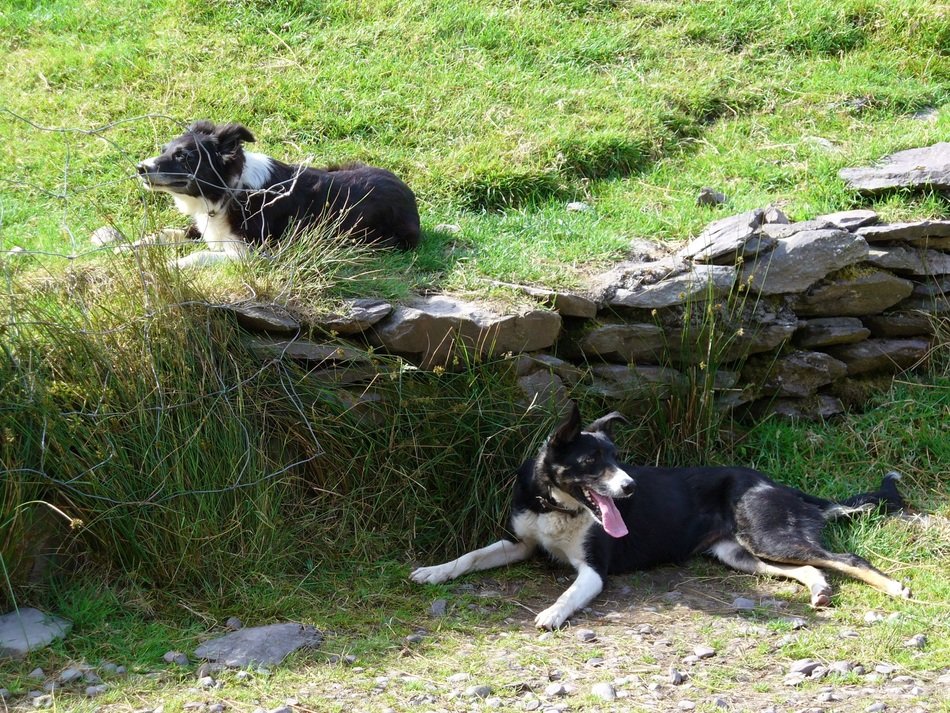 picture of the Collie Dogs