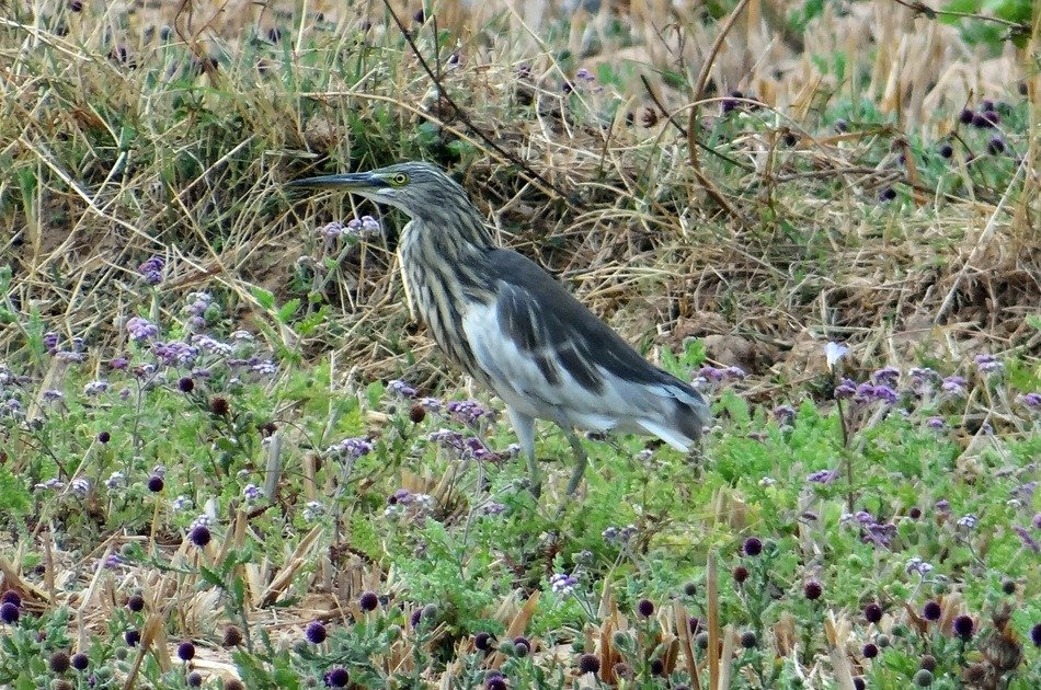 Pond Heron on the grass in India