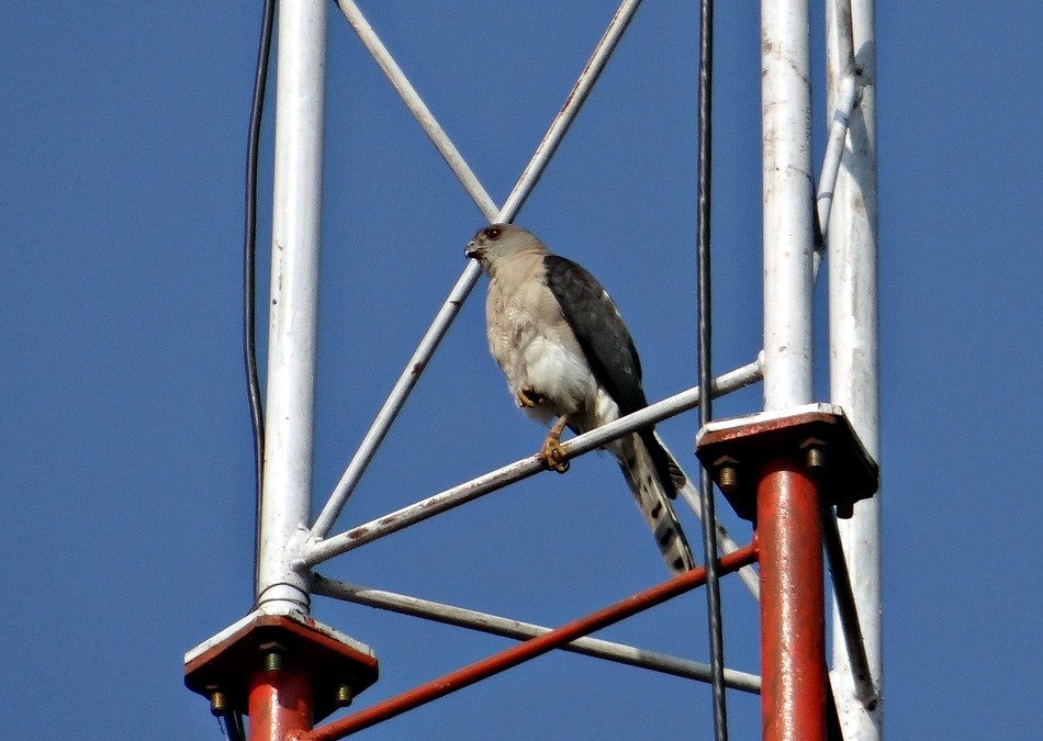 Shikra bird