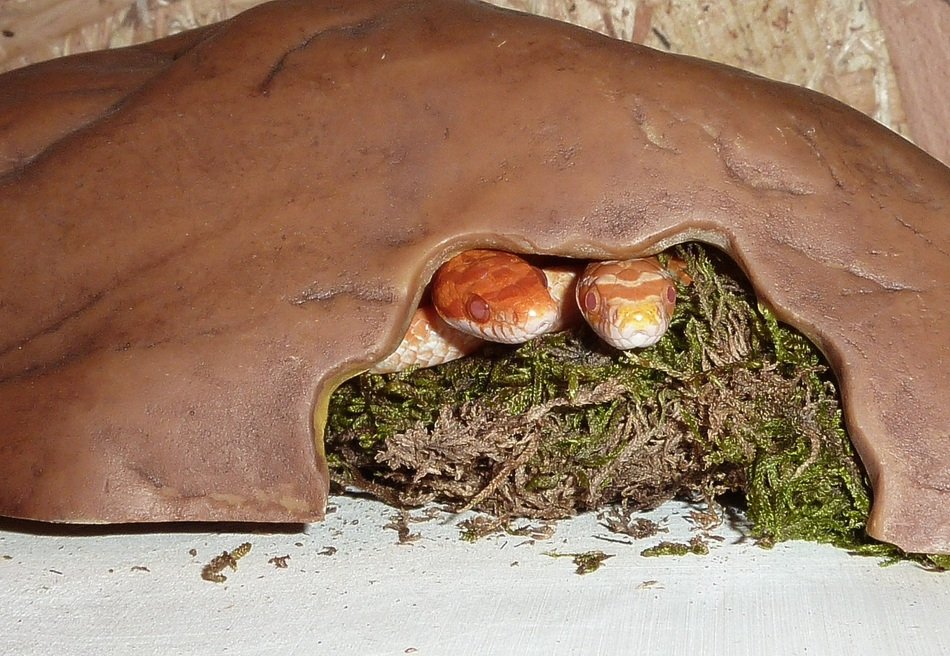 corn snake in the hole