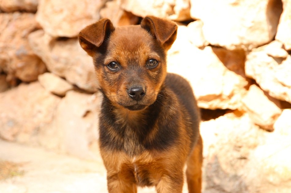 amazingly beautiful Puppy Pet