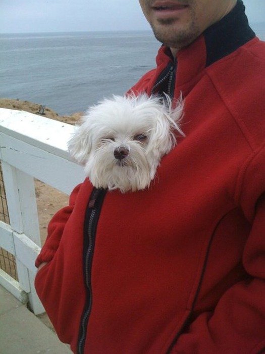 puppy basks in a jacket on a man