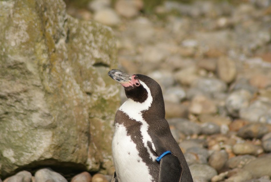 exotic Penguin or Spheniscidae bird