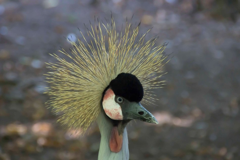 bird with fluffy tufted close up