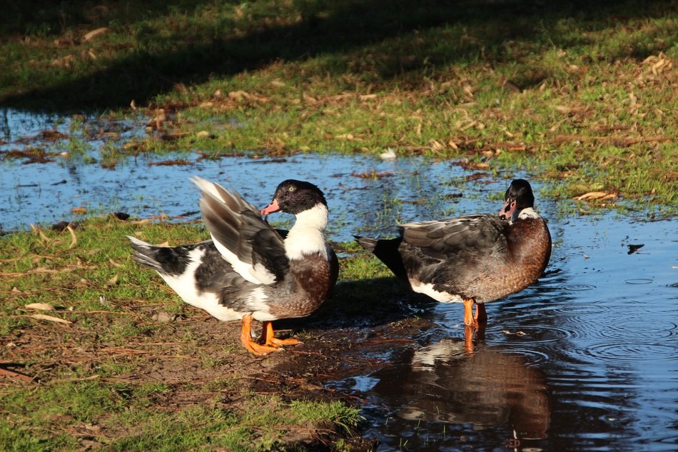 ducks on the brook