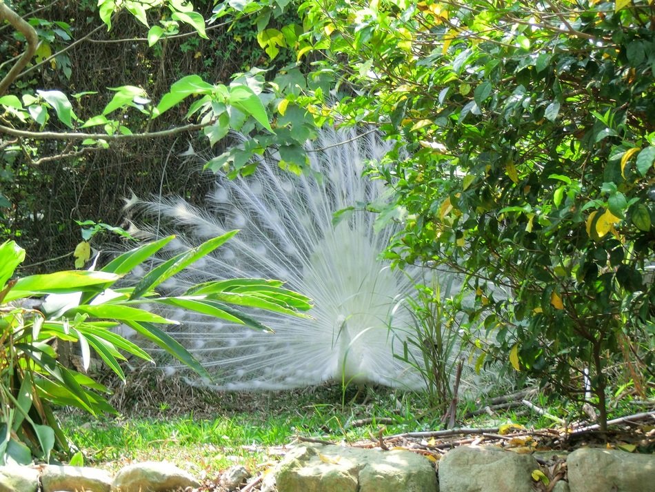 The White Peacock in nature