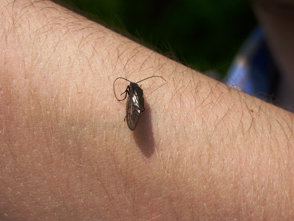 a fly on the hand