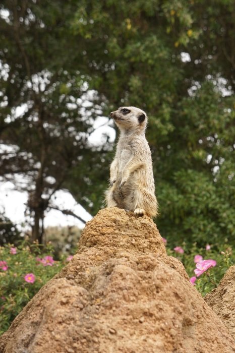 Mongoose on the top