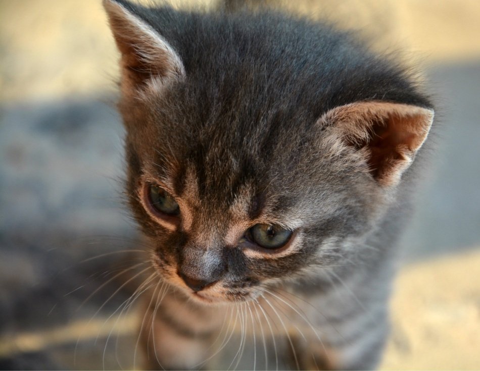 cute kitten with blue eyes on the street