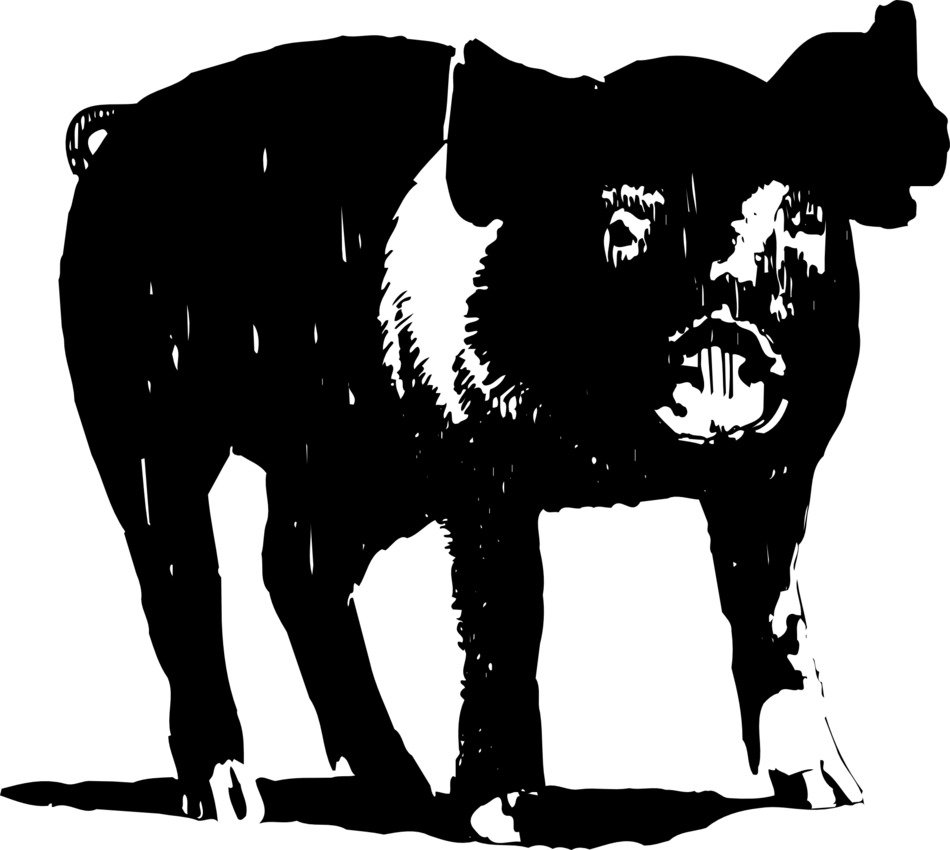 Black and White photo of pig