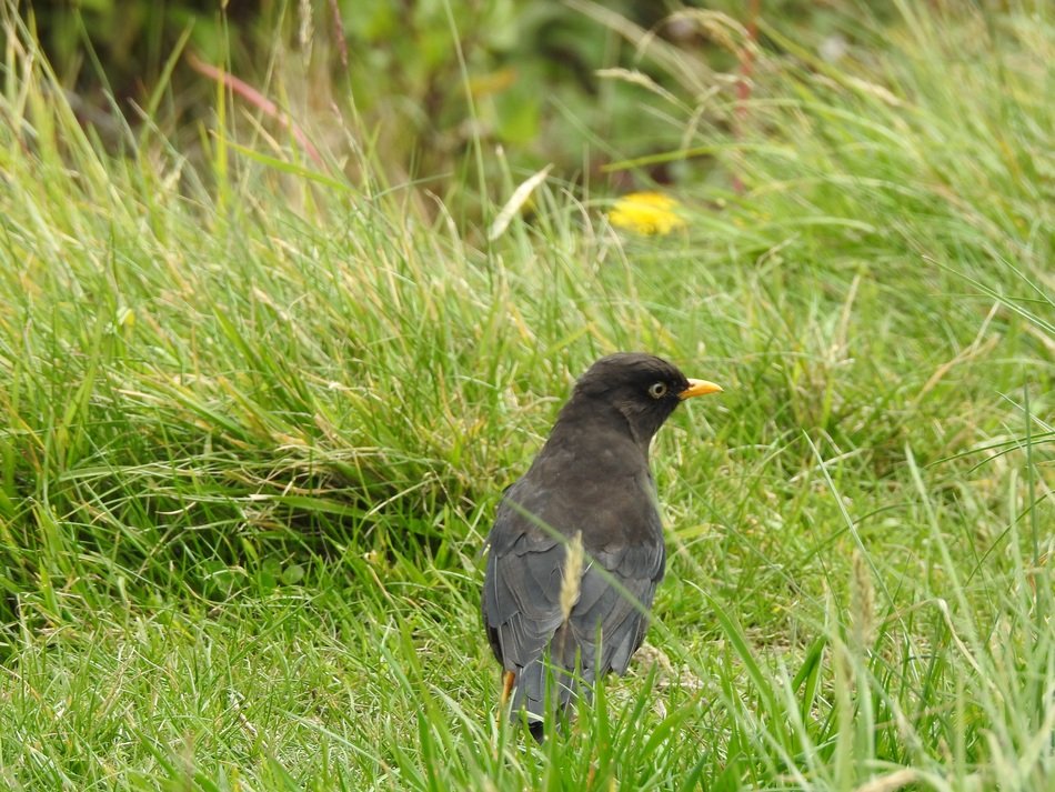 Beautiful and cute black bird on the grass