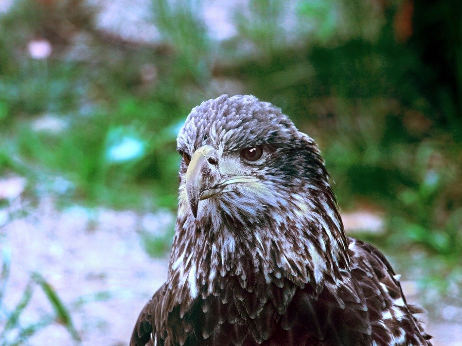 Young bald eagle